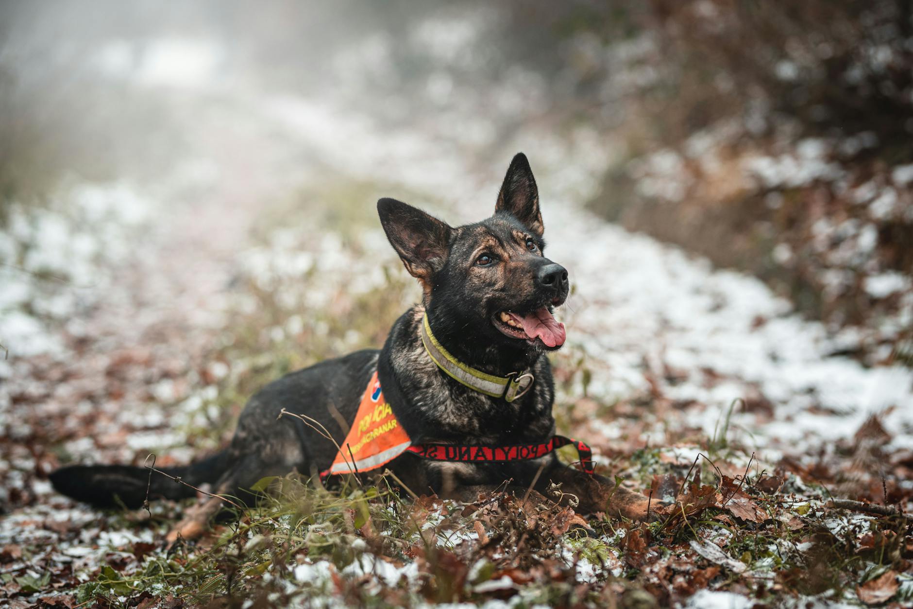 Owczarek niemiecki czujnie leży w zaśnieżonym lesie